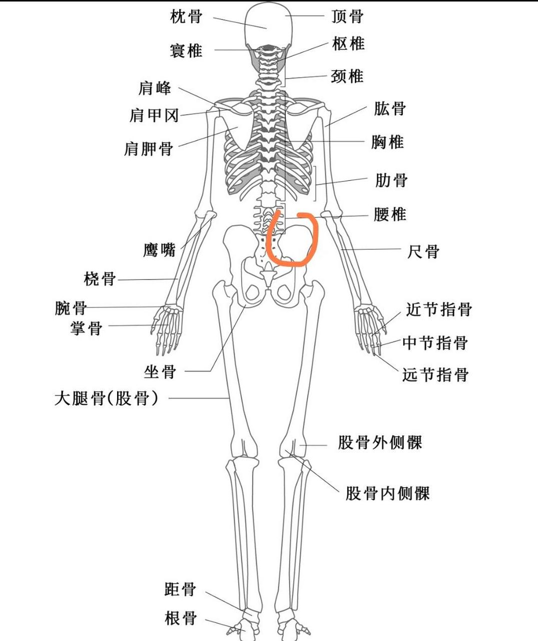 骶骨疼是怎么回事女性图片