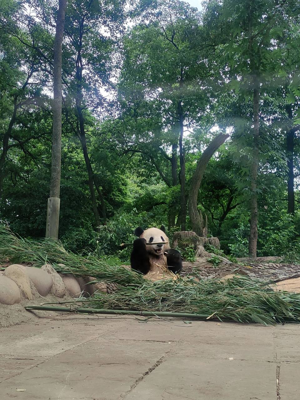 雅安碧峰峡大熊猫基地攻略来了~ 坐车:我是坐到西门客车站,直接直接到