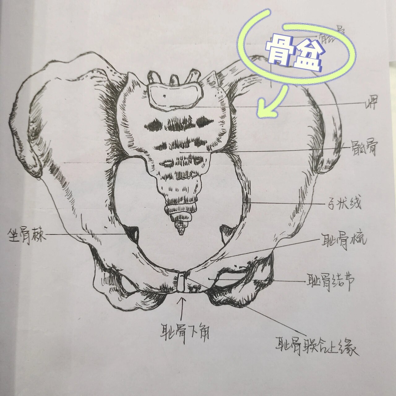 解剖图手绘大赛图片