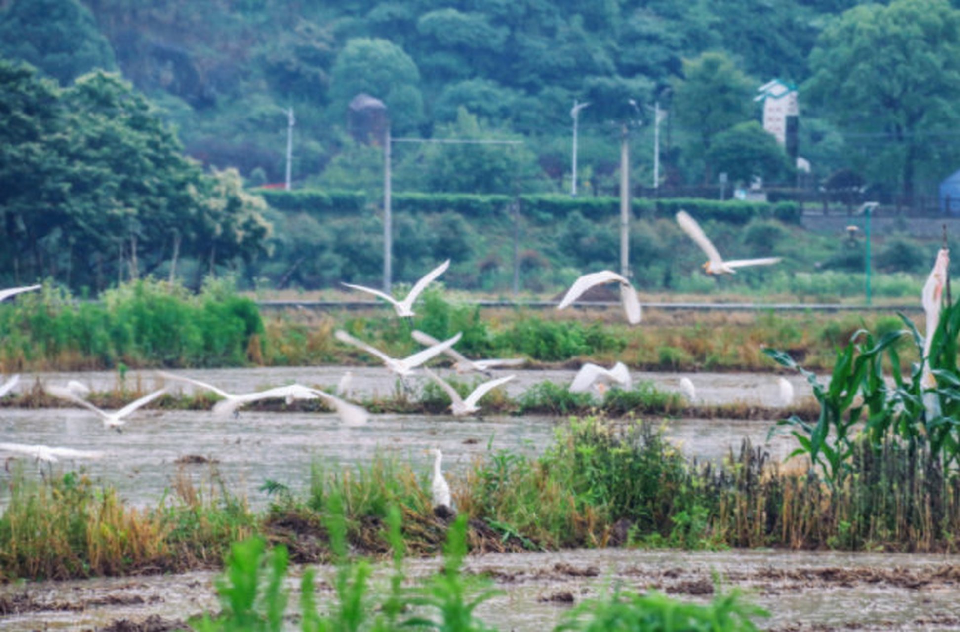 【白鷺溪畔翩翩飛】短蓑不怕雨,白鷺相爭飛.近日,雨水連綿,分水鎮後巖