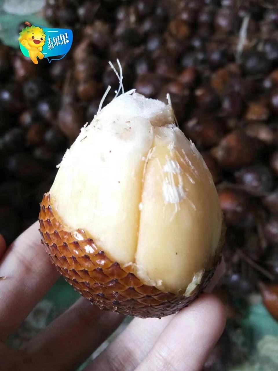 大蒜头般的果仁,气味馥郁芬芳,口味酸大于甜的泰国蛇皮果你有尝过吗?