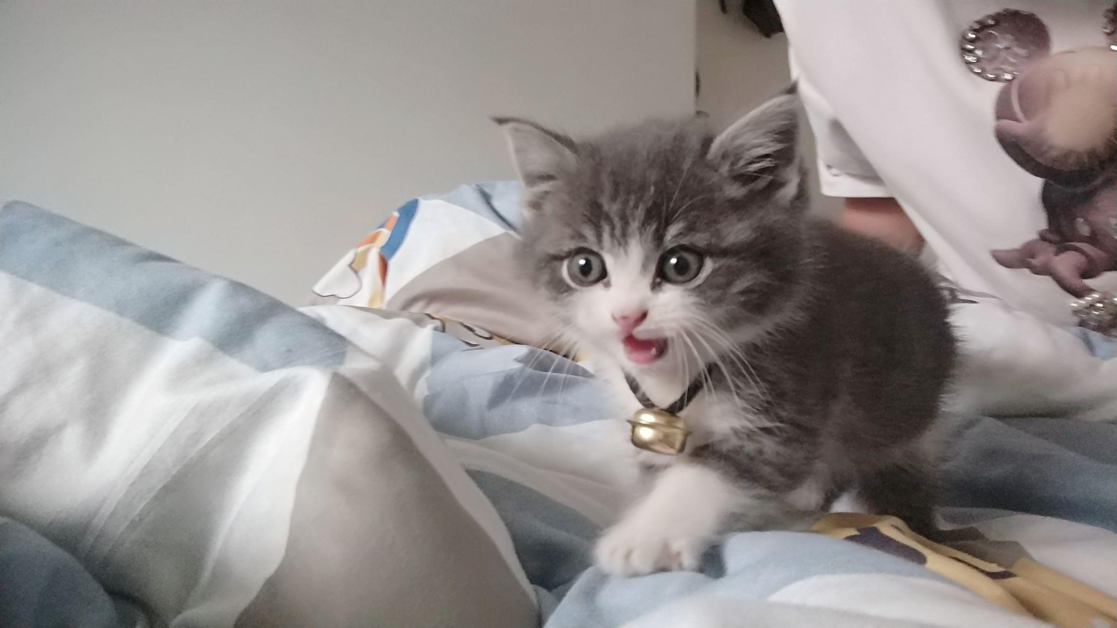 能给我看看英短和美短串的样子嘛