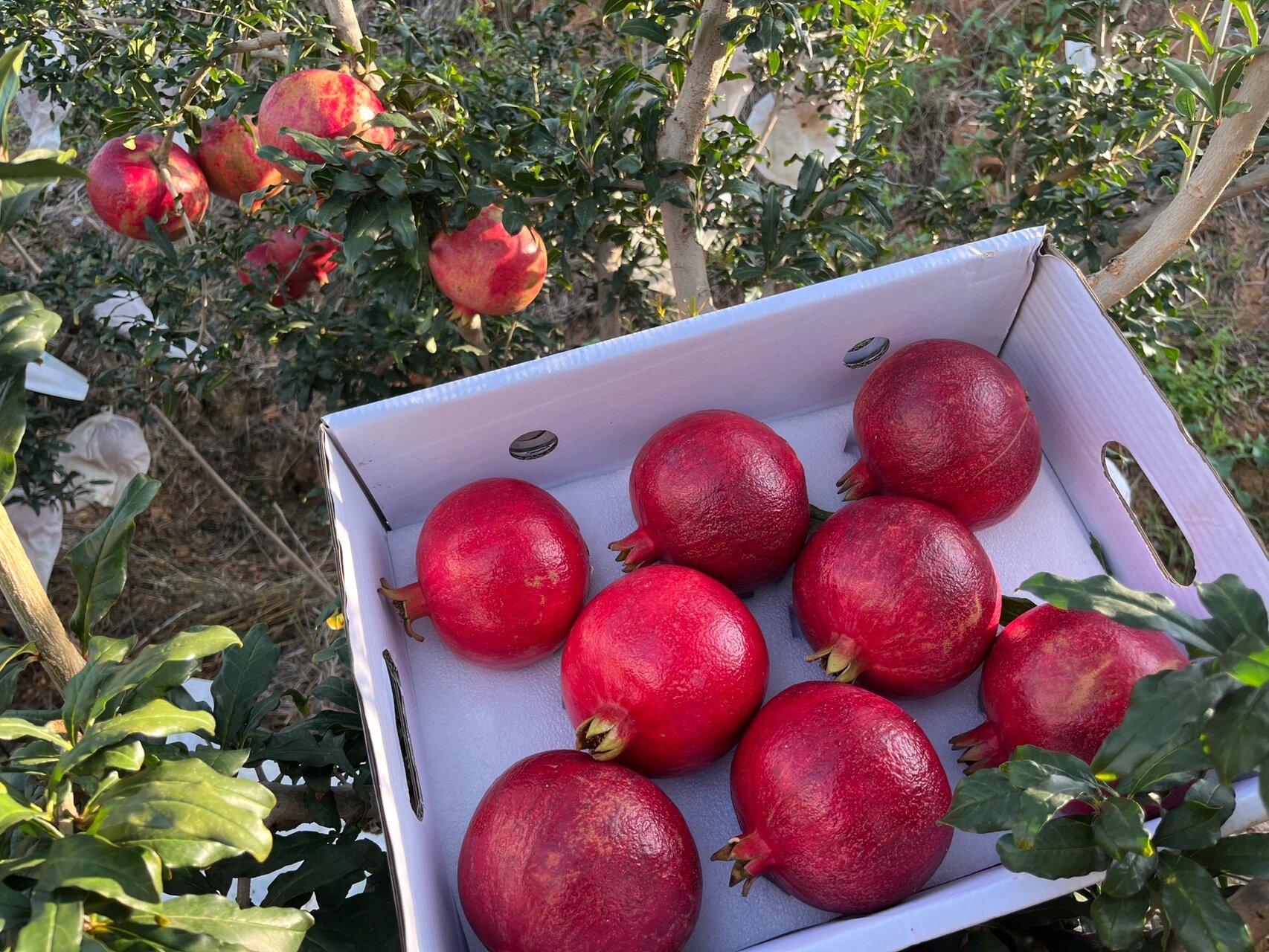 黑珍珠软籽酸甜石榴,喜上枝头95 突尼斯黑珍珠酸甜石榴 和甜石榴的