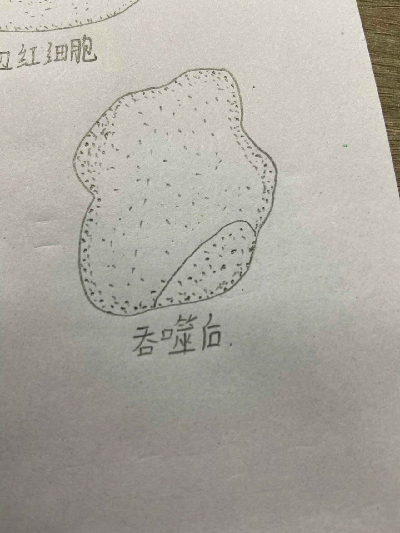 鸡血细胞结构图图片