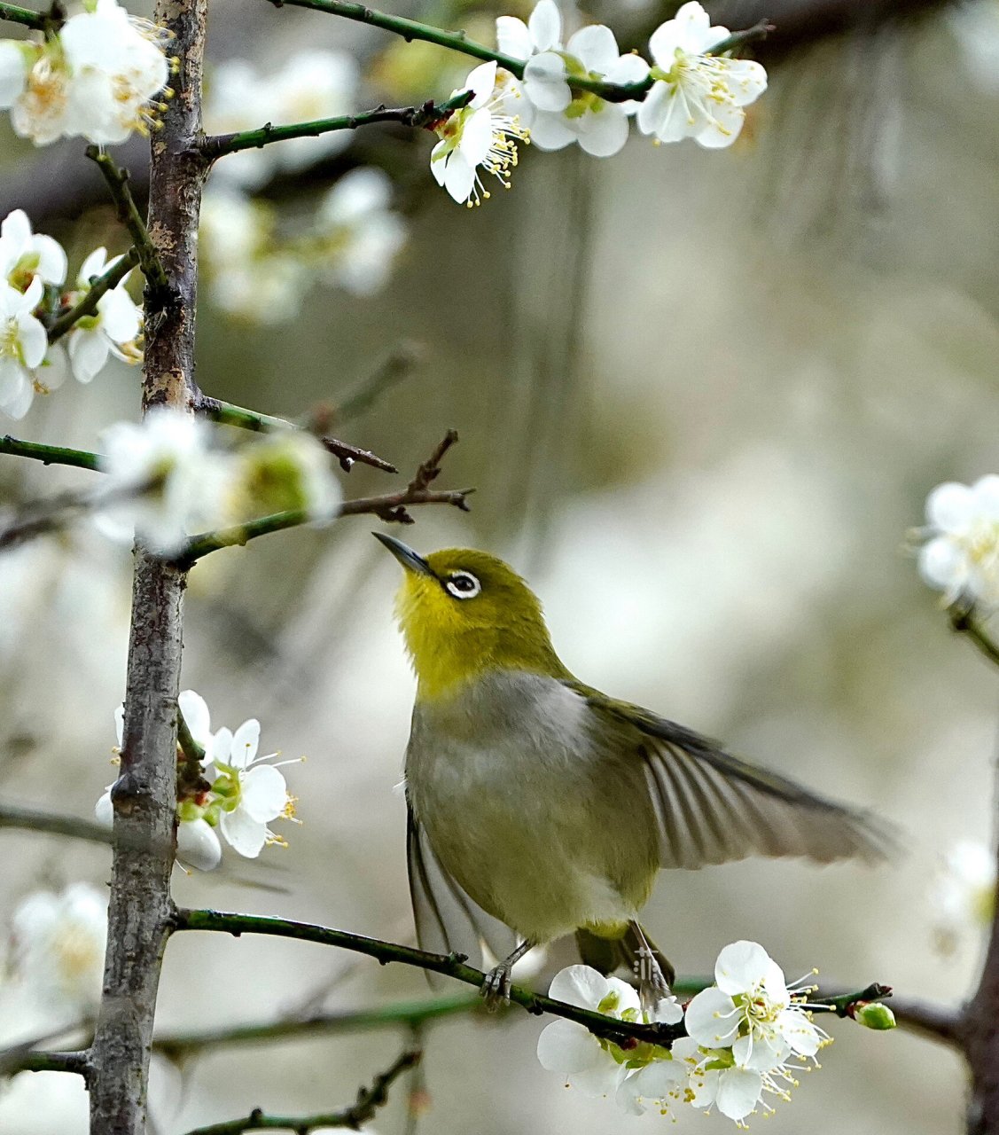 梅花树上的暗绿绣眼鸟949494      菲摄影