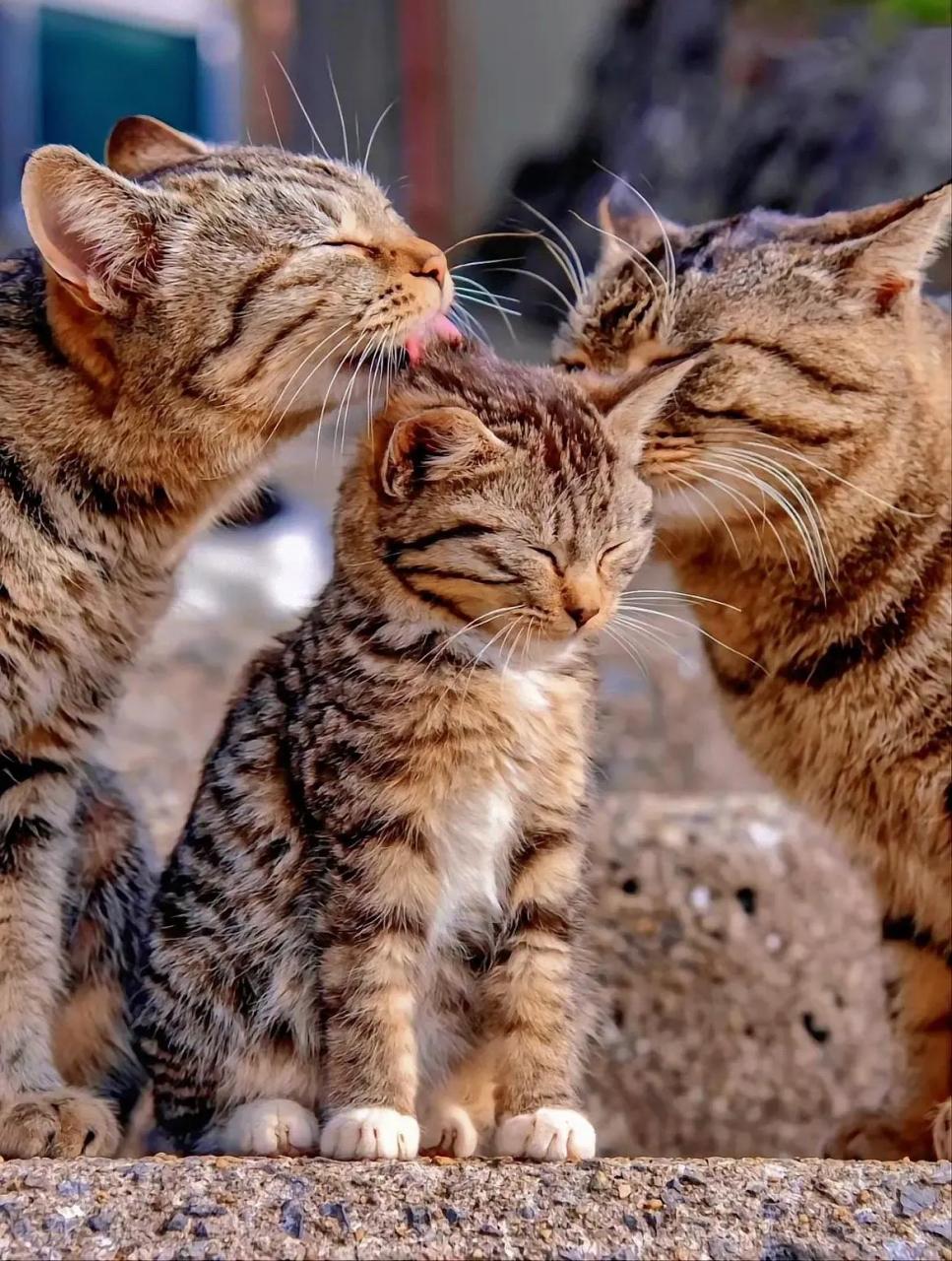 中间这只小猫好幸福,它得到了两只大猫的爱护,大猫可能是猫爸和猫妈