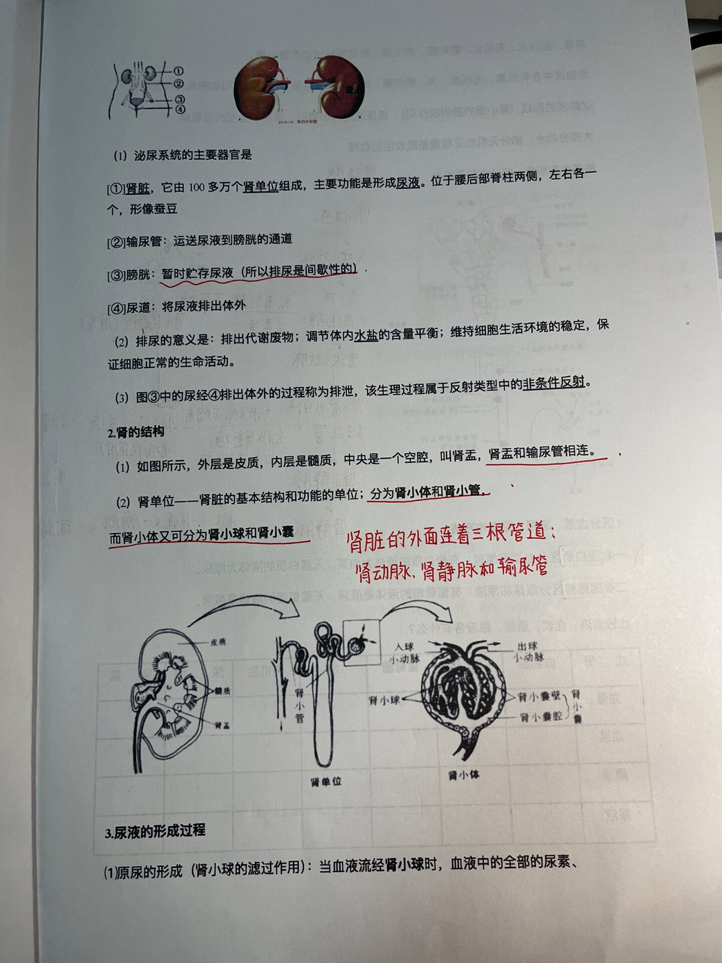 尿液的形成过程
