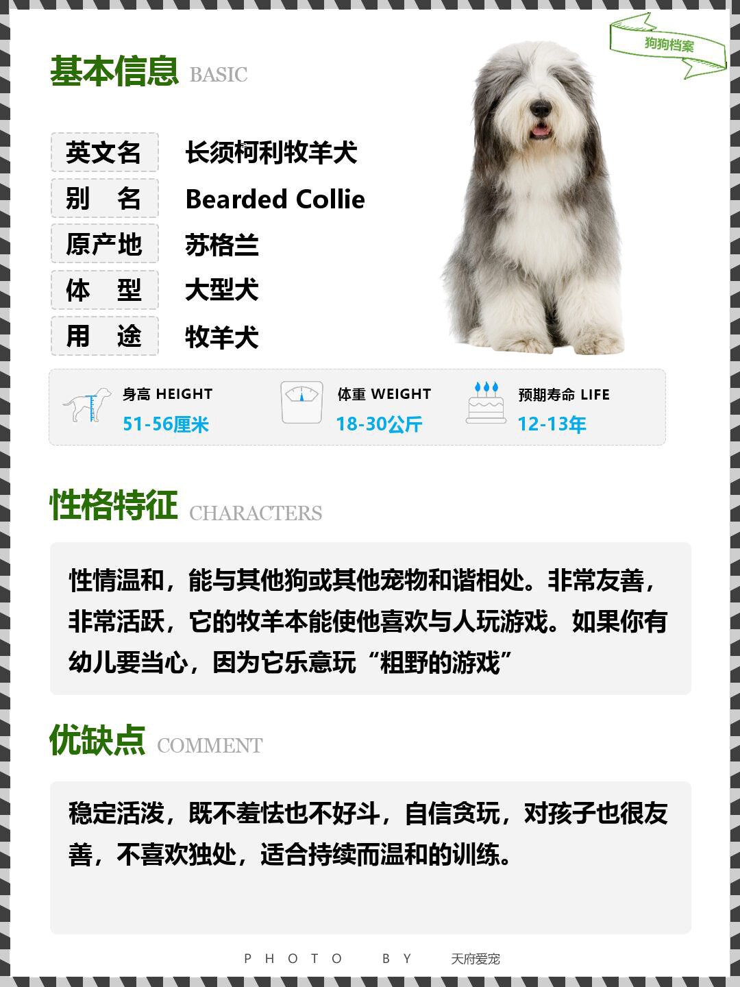 长须柯利牧羊犬图片