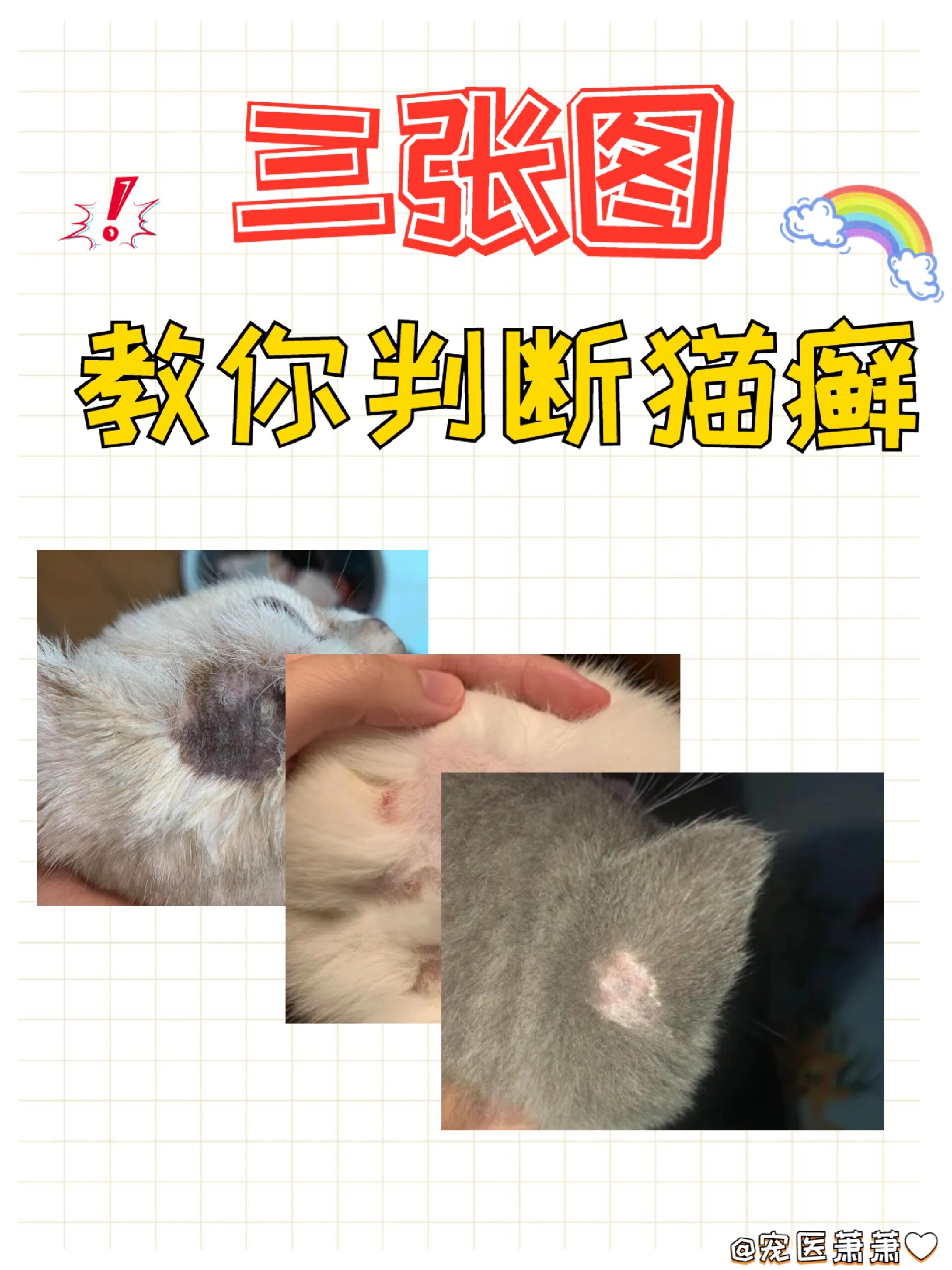 猫癣是怎么造成的图片