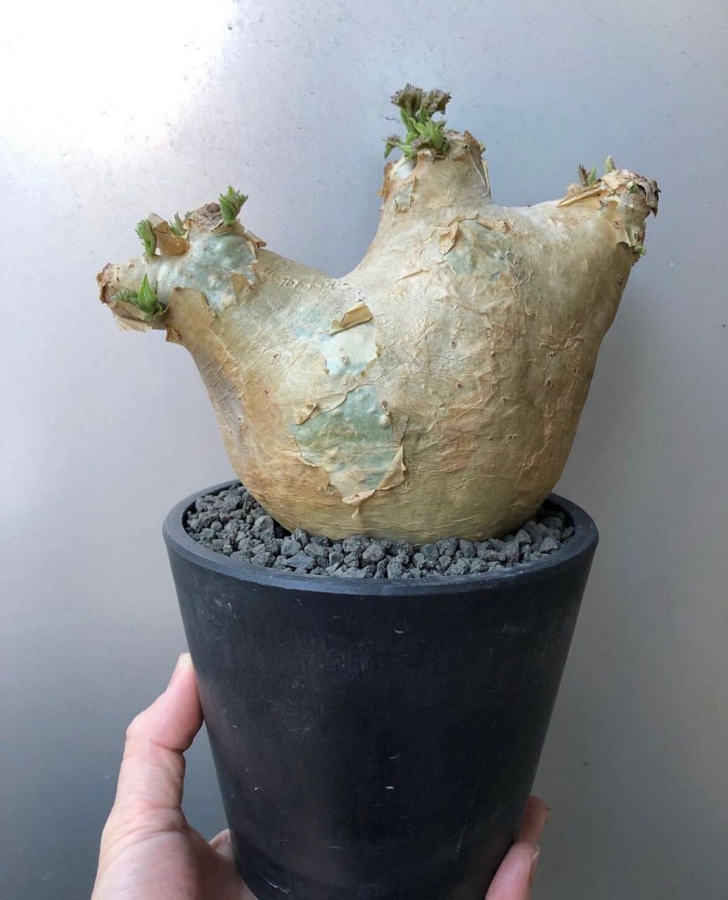 macropus 安哥拉葡萄翁可以说是块根里最有代表性的植物了.