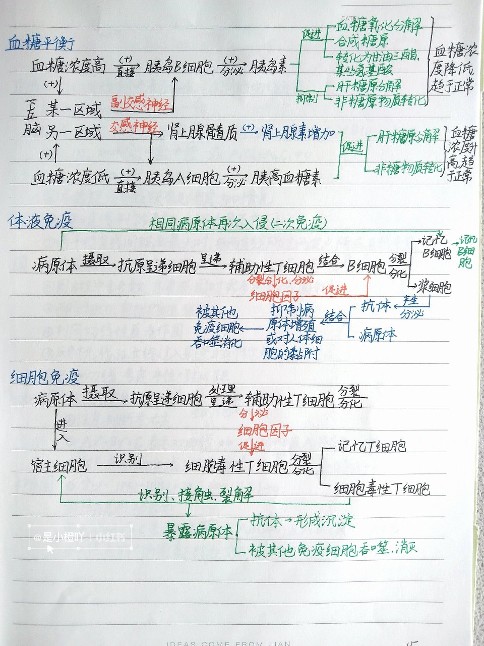 生物|选修一·思维导图 人体平衡调节模式图:水盐平衡,血钠平衡,盐