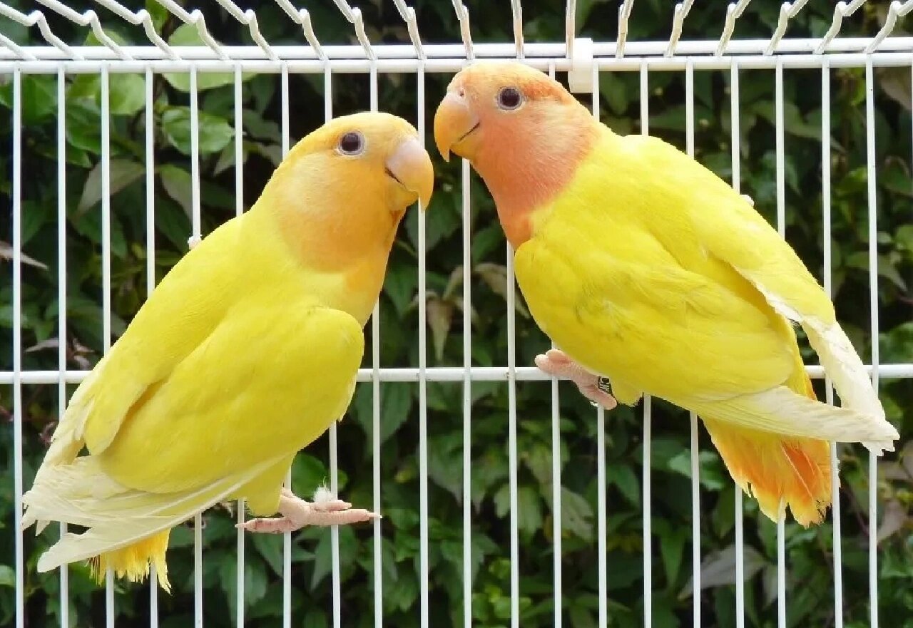 桃面牡丹鹦鹉品种-金头黄化