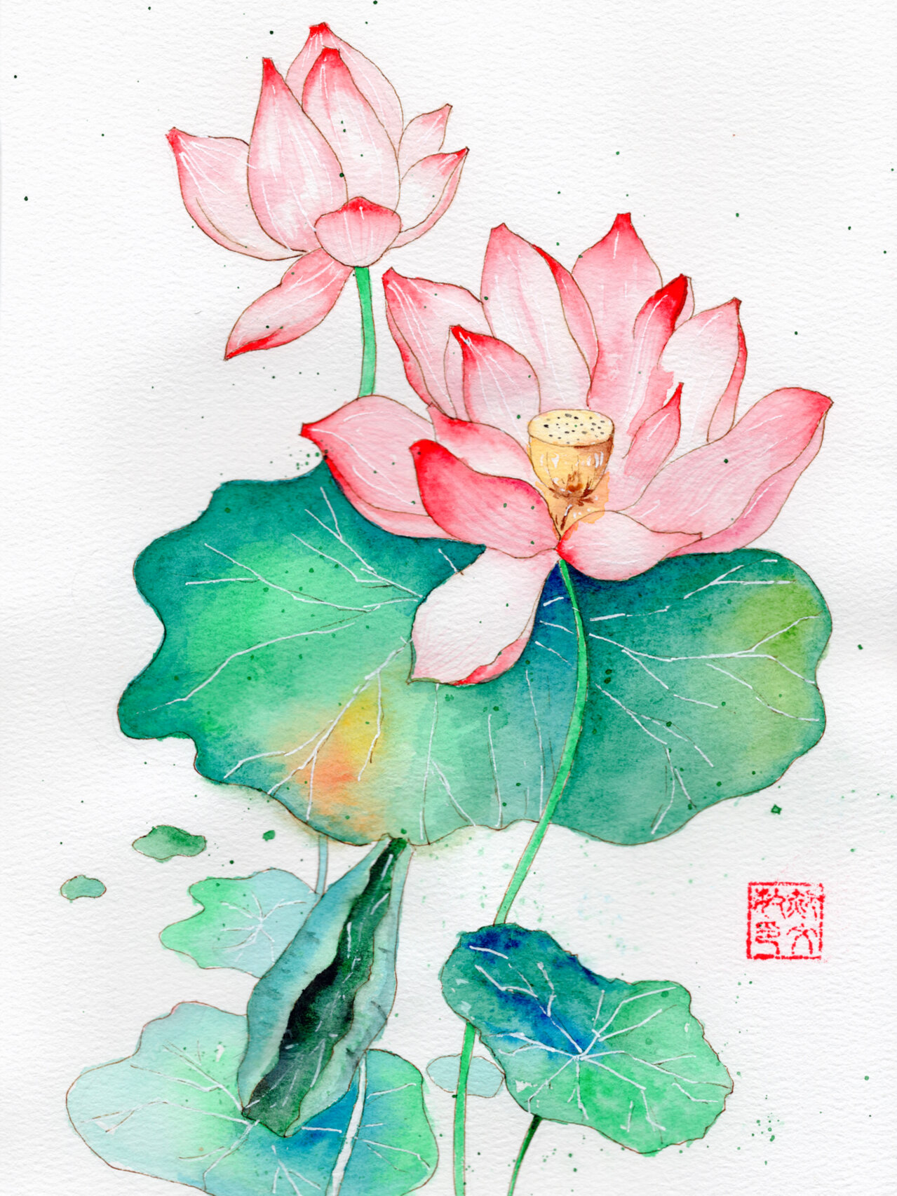 水彩临摹|荷花(附线稿