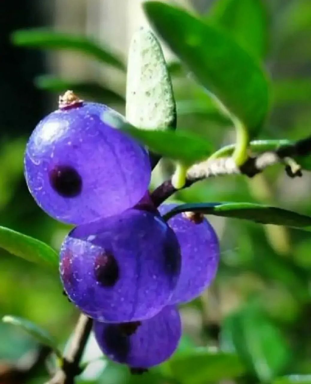蕊帽忍冬 第一次见这种果子,晶莹剔透,宛如珍珠,又恰似一串串小灯笼.