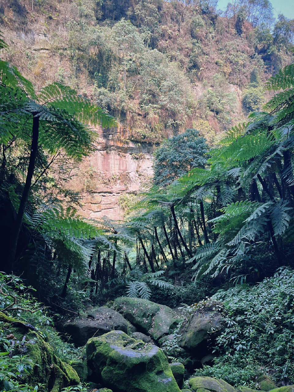 乐山桫椤峡谷|徒步|有着比恐龙更久远的记忆 在约1.