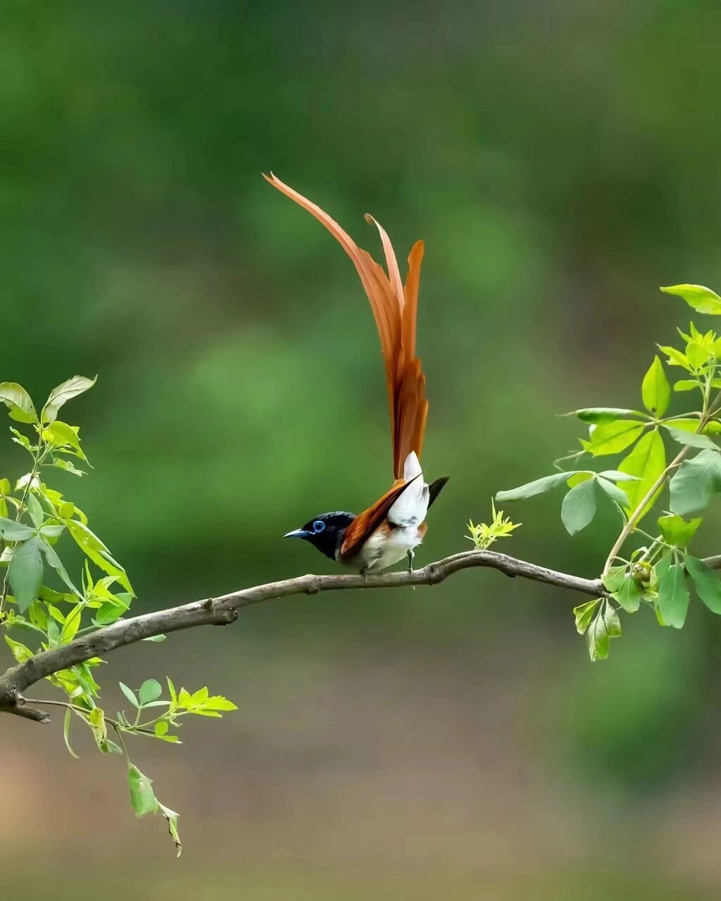 入伏第一天,分享美照 《红绶带鸟》摄于河南董寨