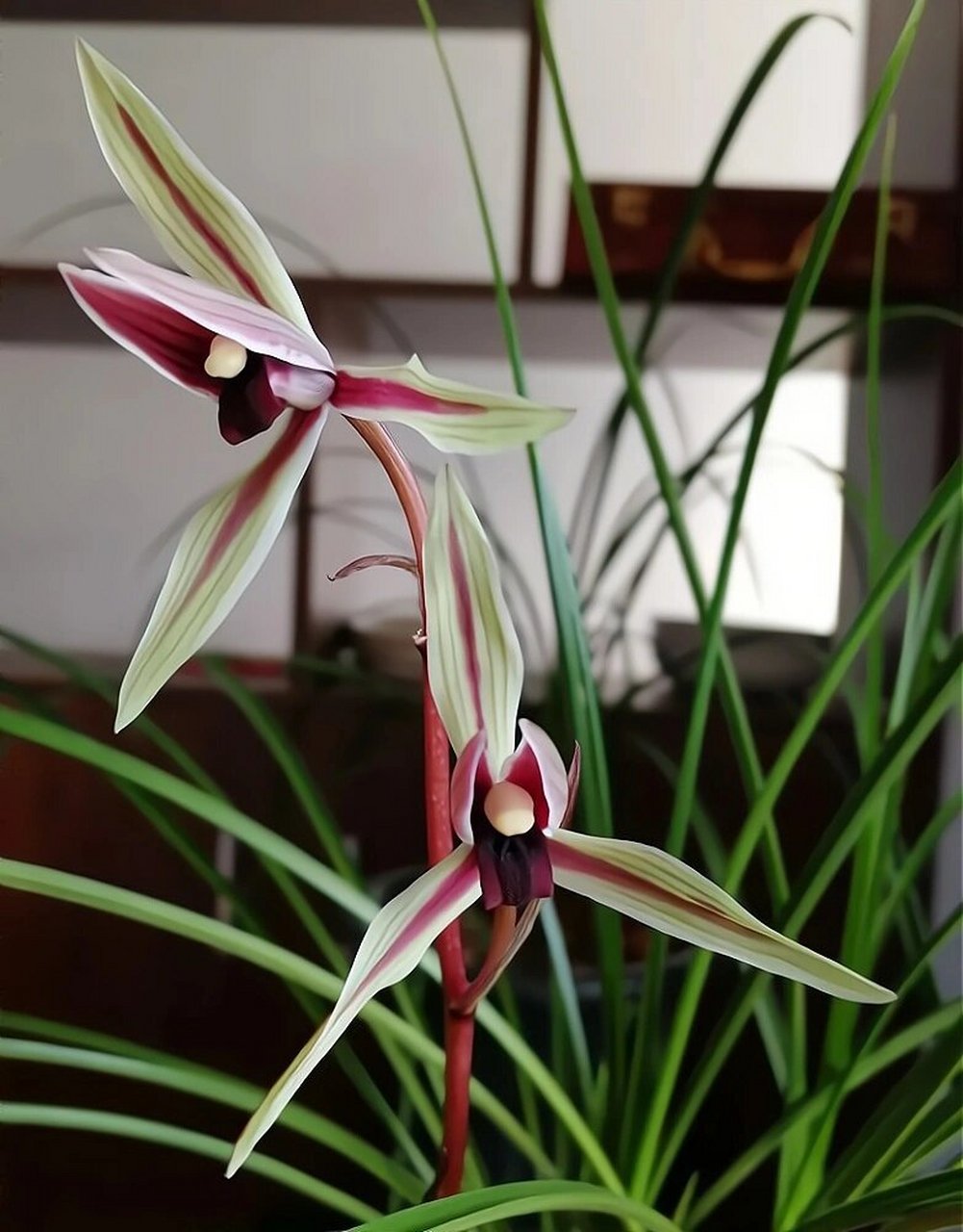 碧龙红素 碧龙红素产于云龙澜沧江谷地密林中,1988年前后发现,1990年