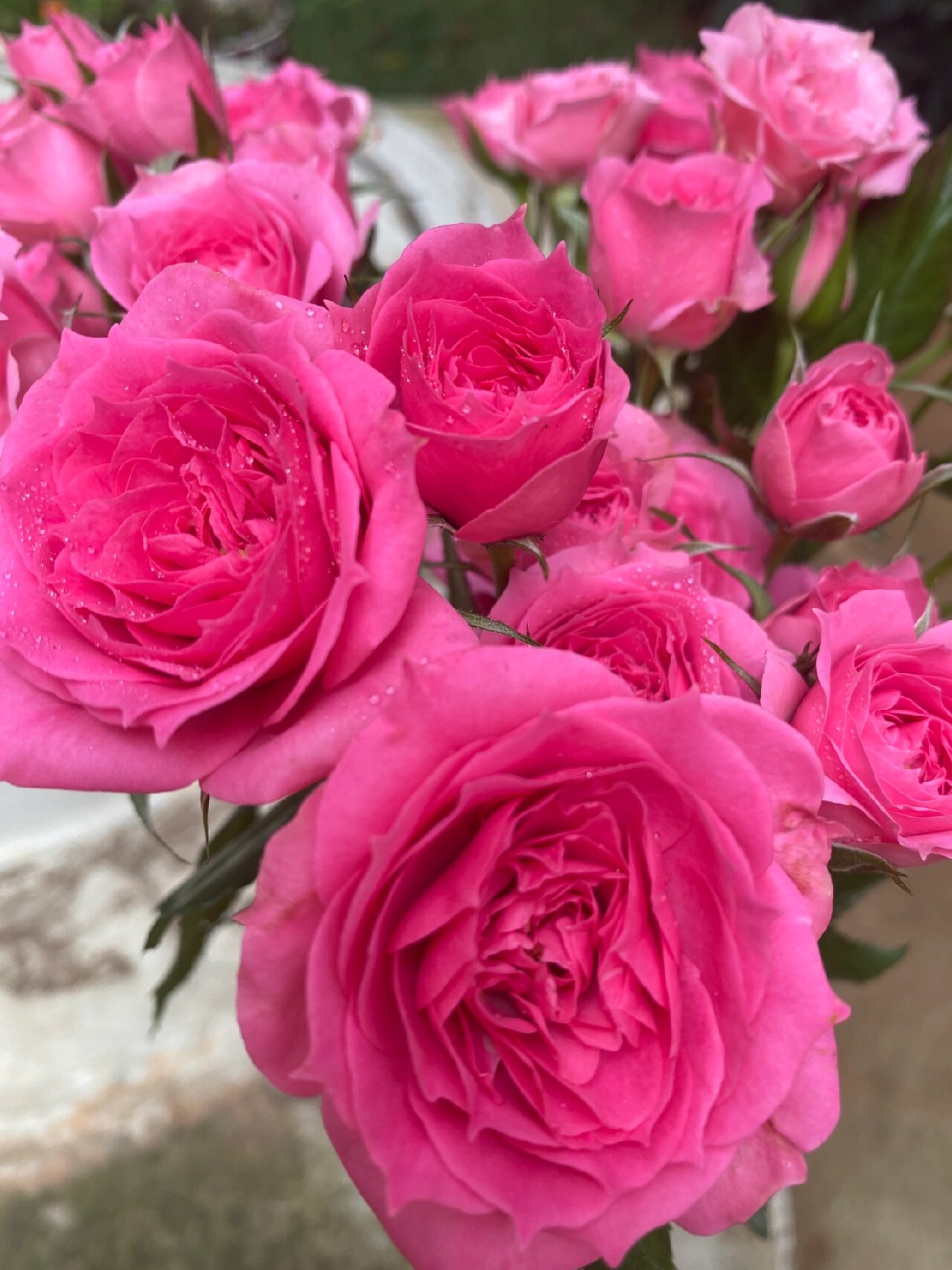 苏菲宝贝多头玫瑰