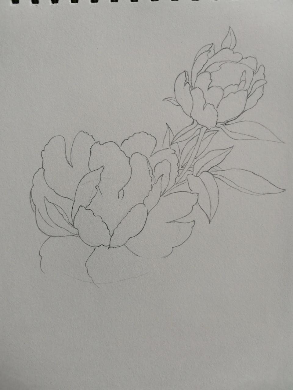 芍药花白描图片