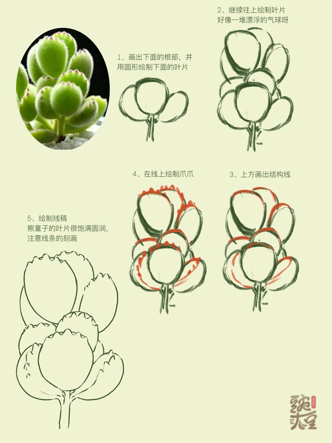 速写-多肉系列2-熊童子