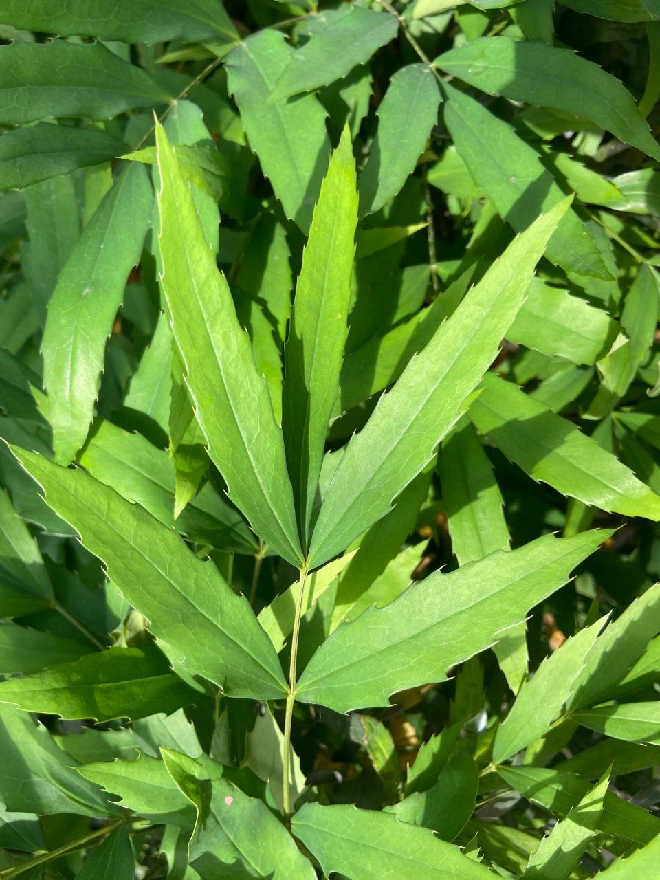 带着锯齿的叶子,你身边有哪些?晒一下吧