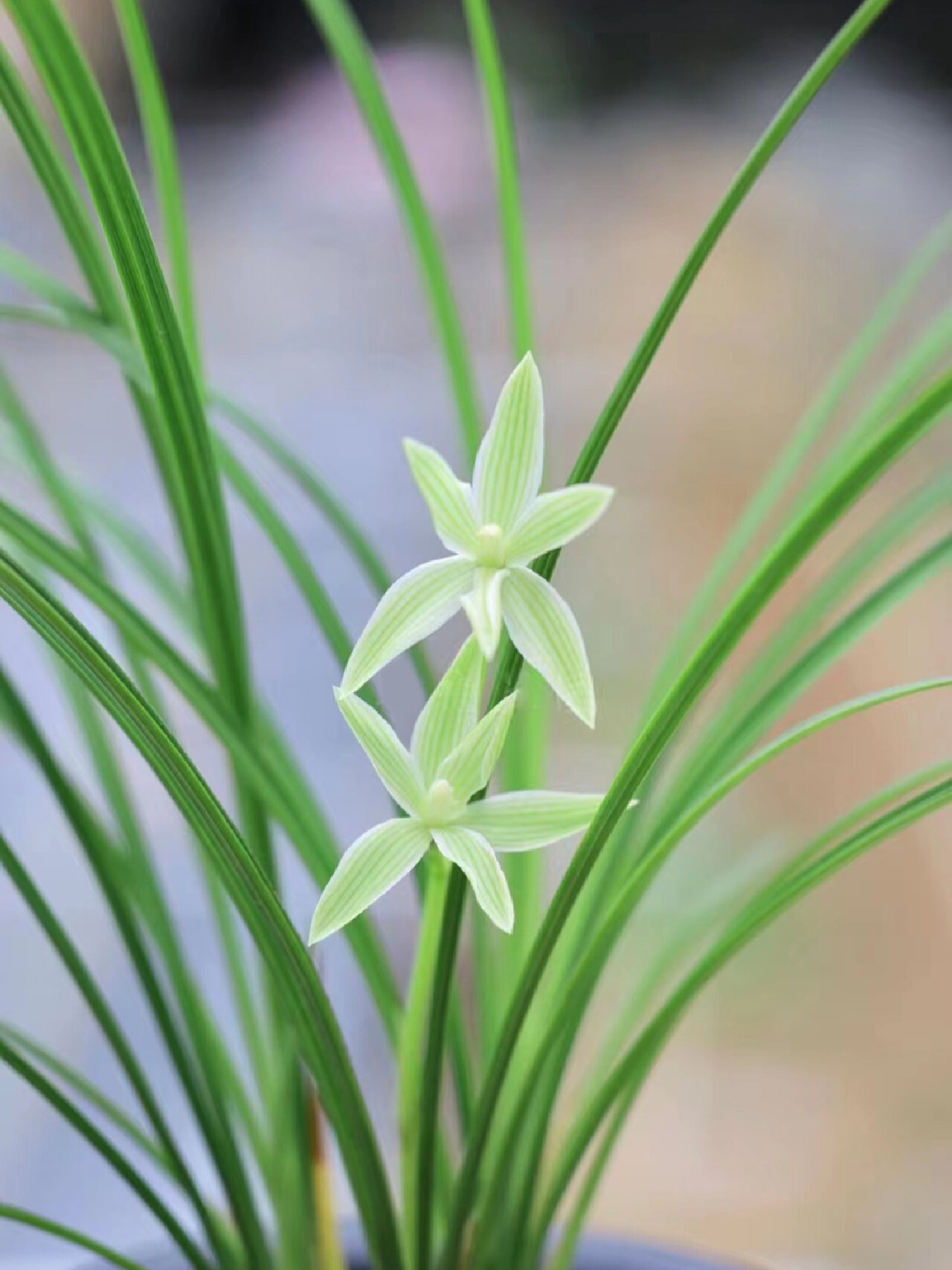 莲瓣兰兰花奇花素.玉洁冰清,端庄秀美