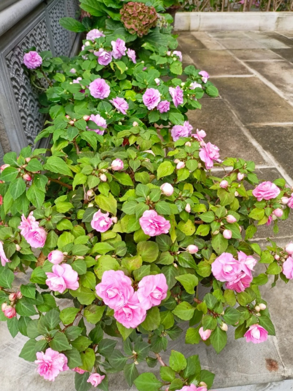 玻璃翠花图片 🔆玻璃翠花,也被称为玻璃海棠或何氏凤仙,是凤仙花科