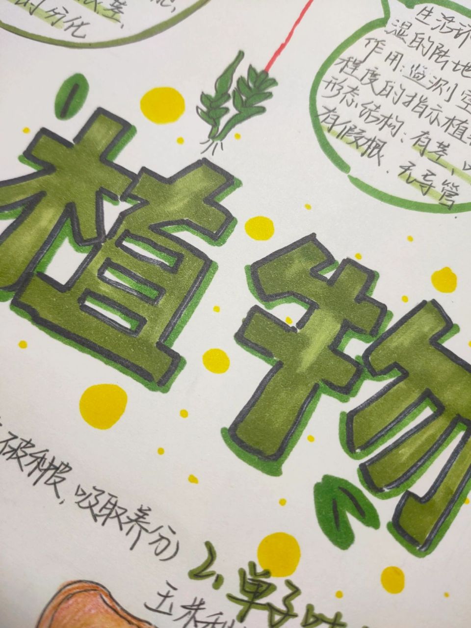 植物插图手抄报图片