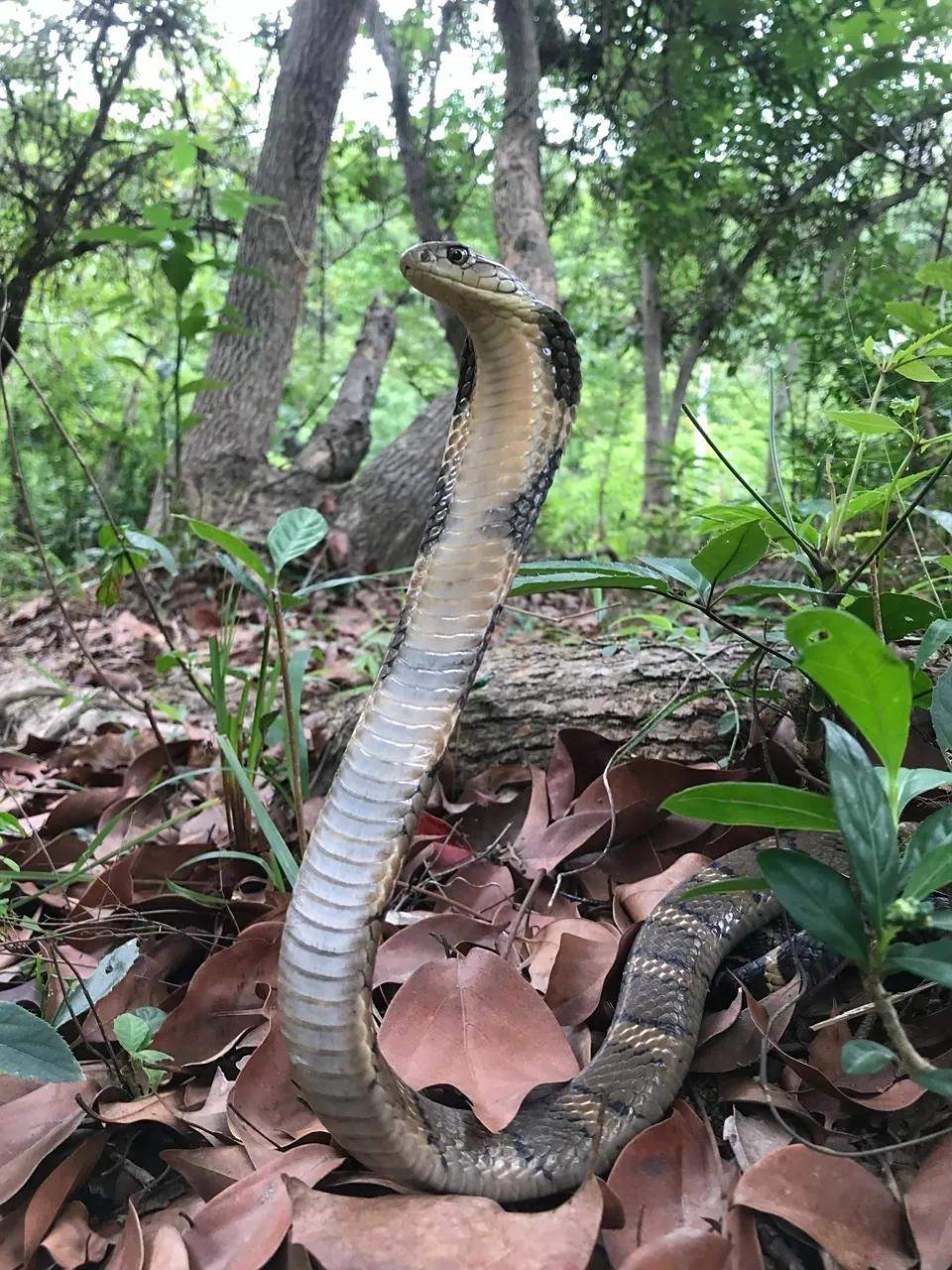 话说眼王的领地意识不是特别强吗?
