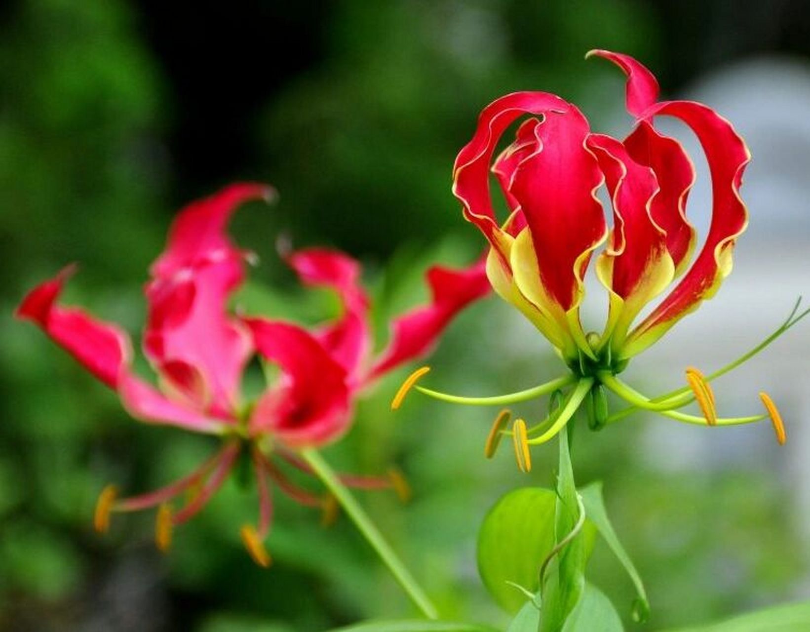 99块茎种植的嘉兰百合,如果是3月种的6月份就能开花,如果是播种的话