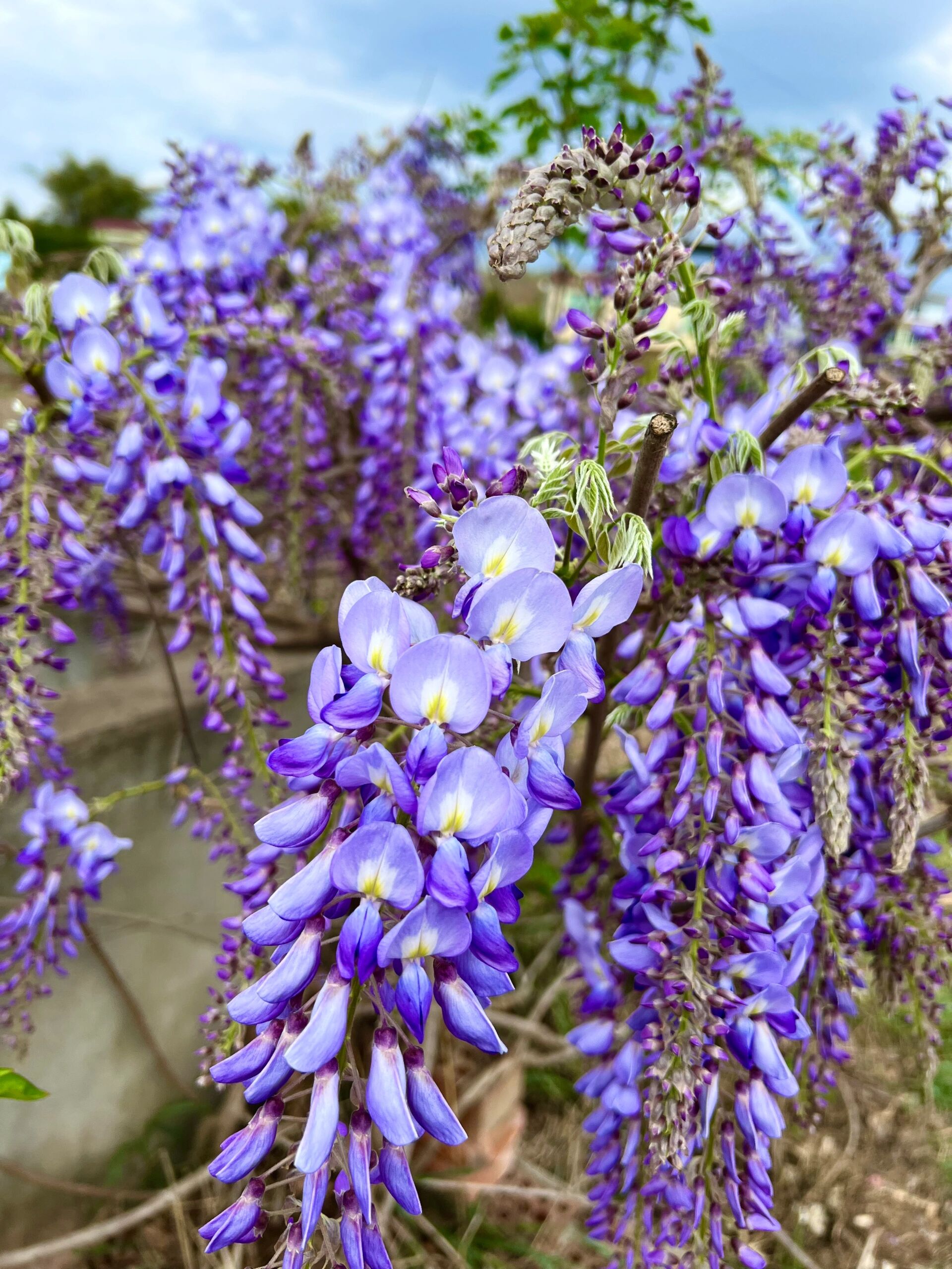 紫藤花语与寓意