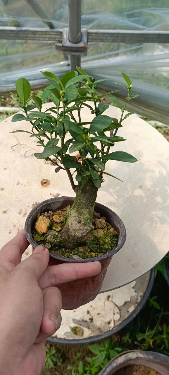 金豆盆景 浙江金豆都挂果了, 需要的下单!