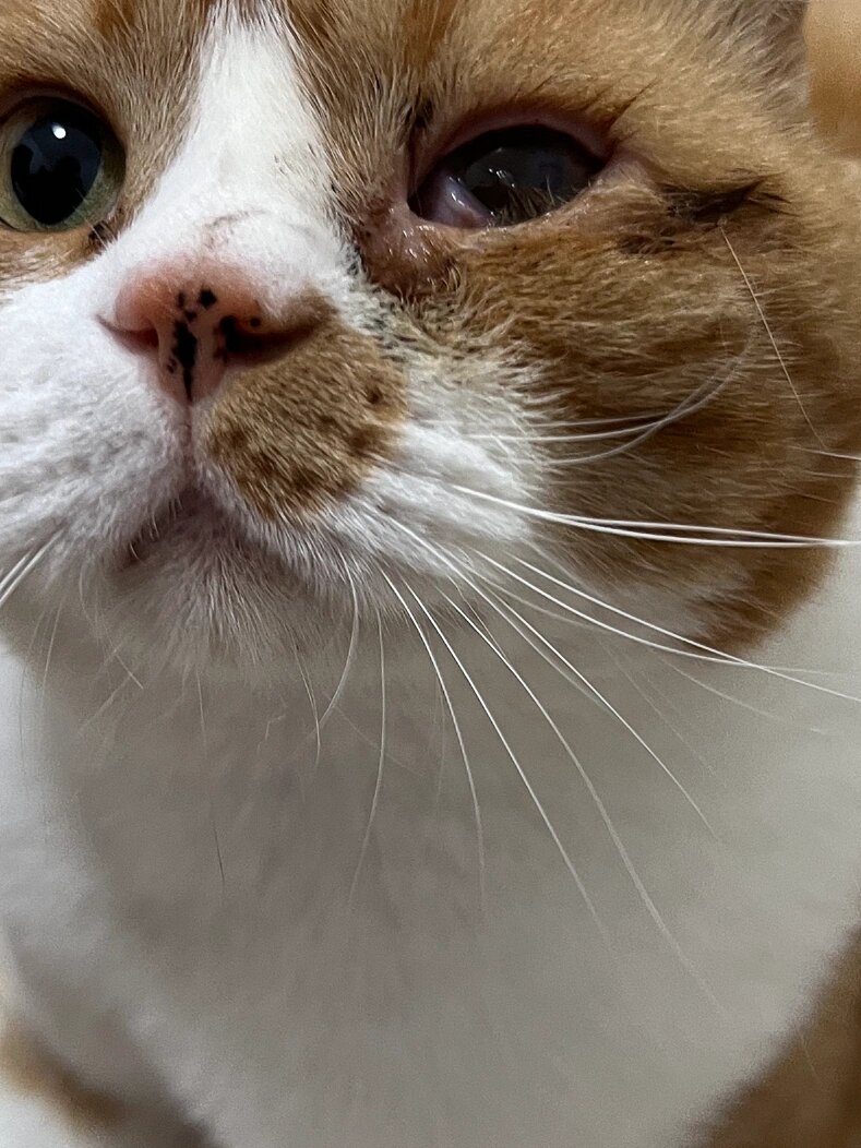 猫猫倒睫手术前后(有缝合图慎入)