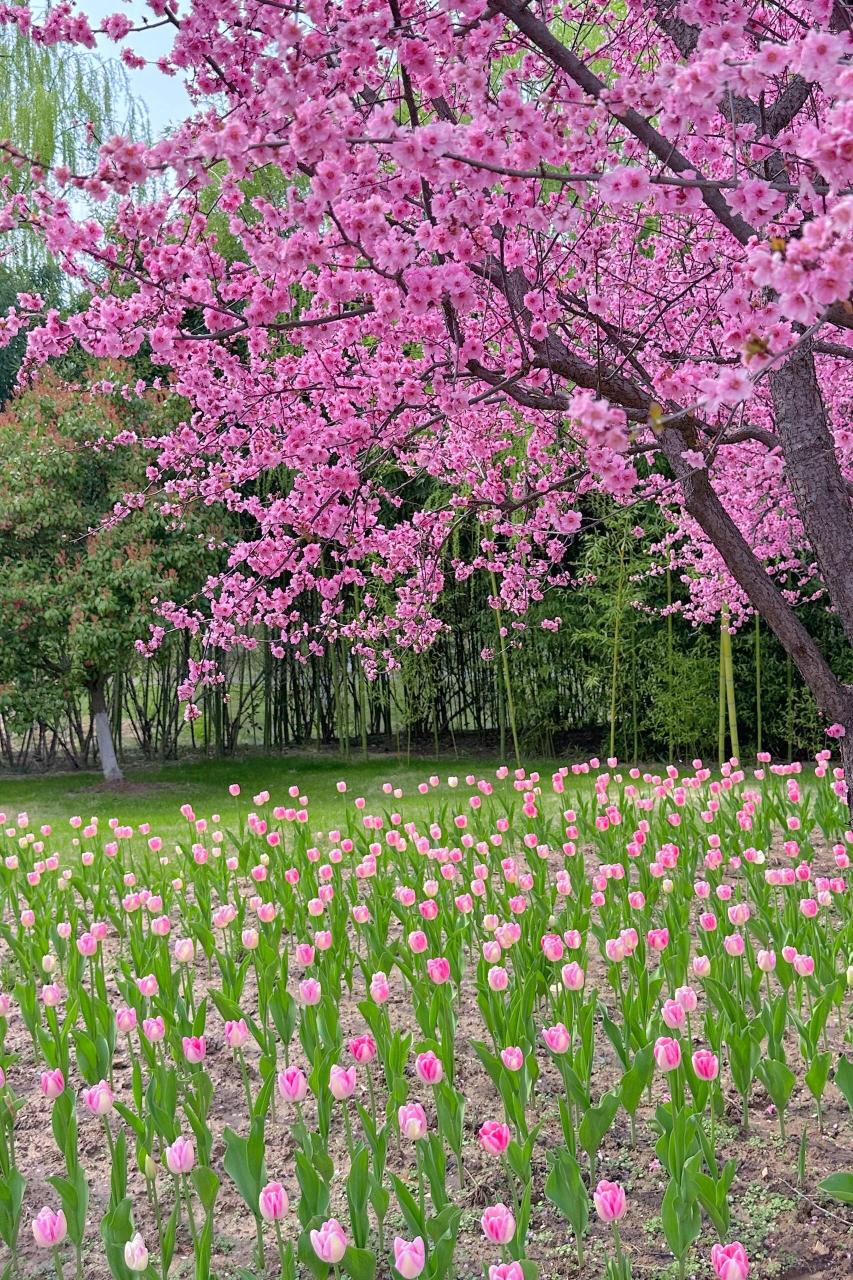 钵池山公园郁金香图片