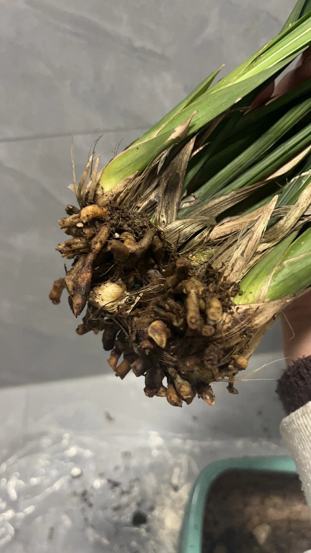 墨兰烂根还能活吗 墨兰买回来换盆后不到一个星期就叶子扭曲,我拔出来