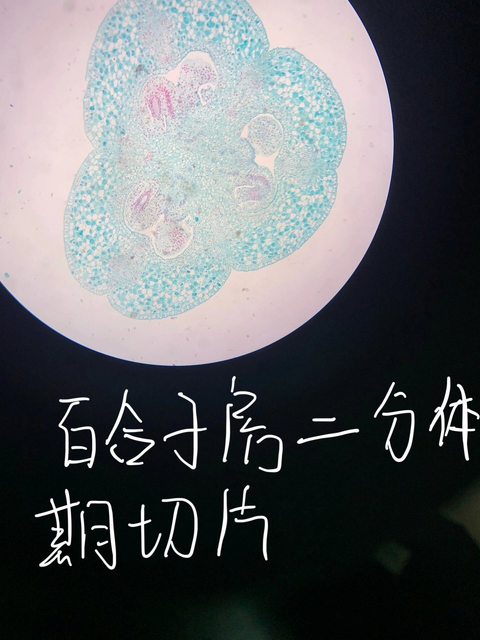 百合子房二分体期切片 5.百合胚珠胚囊内四核期 6.