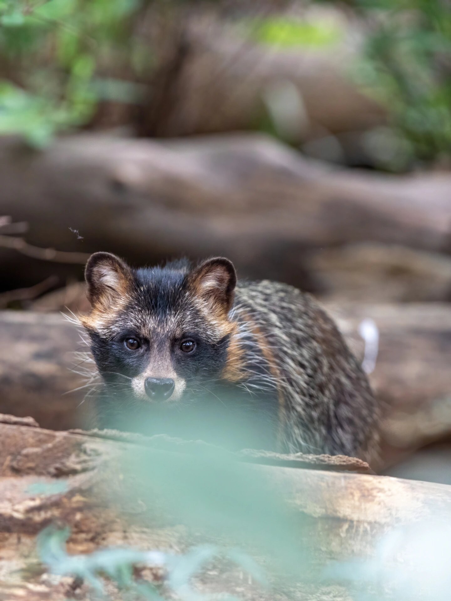 红山动物园的貉好幸福 貉,城市周边常见的一种野生动物.