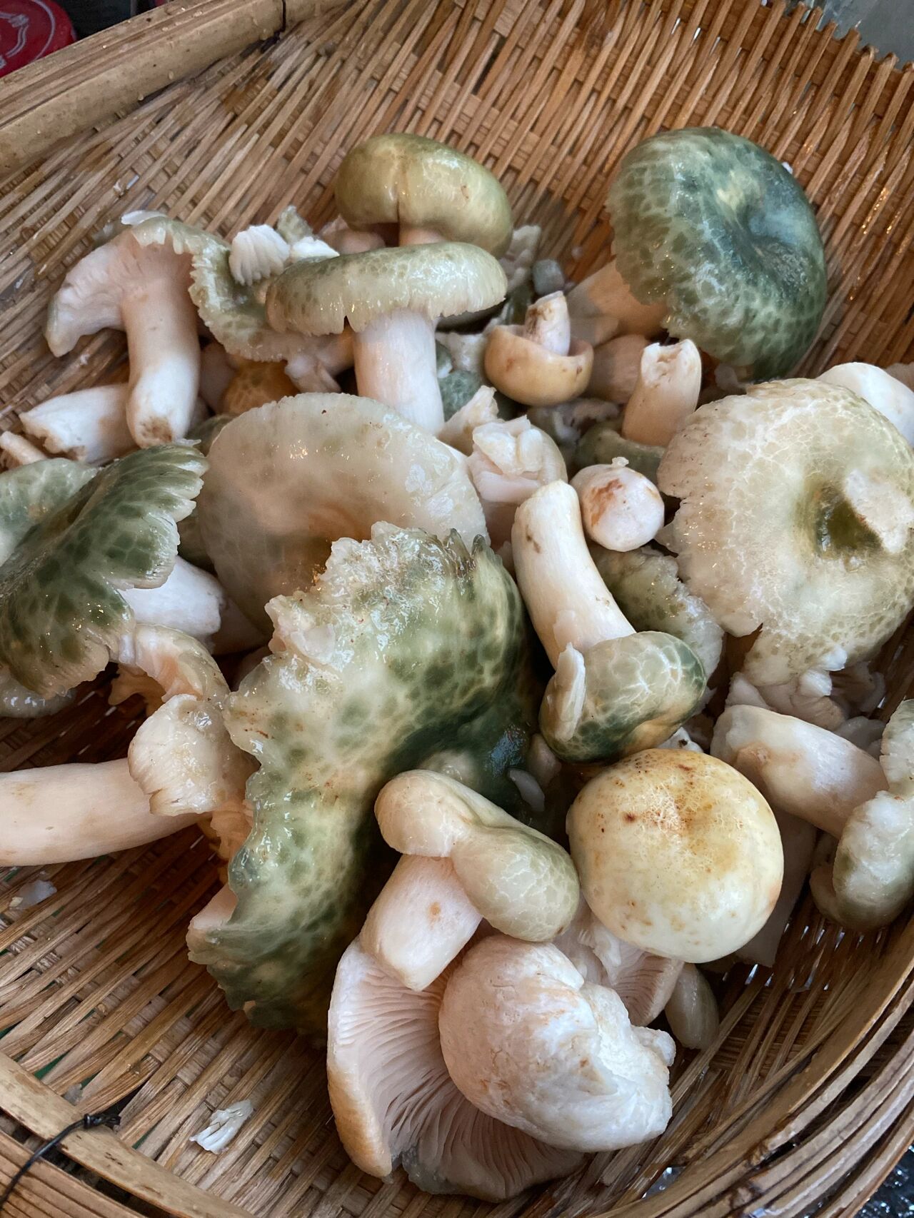 红伞伞,白干干|云南野生菌,红见手区分 都是红见手,四个品种傻傻分不