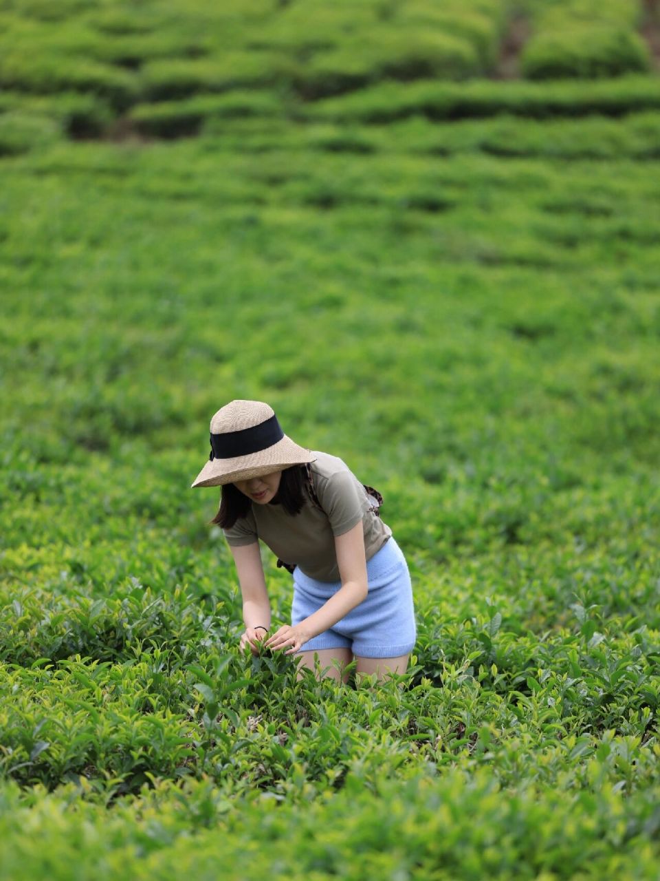 安康紫阳 太喜欢茶园了,紫阳半亩茶园在山顶位置,山路陡峭开车要多加