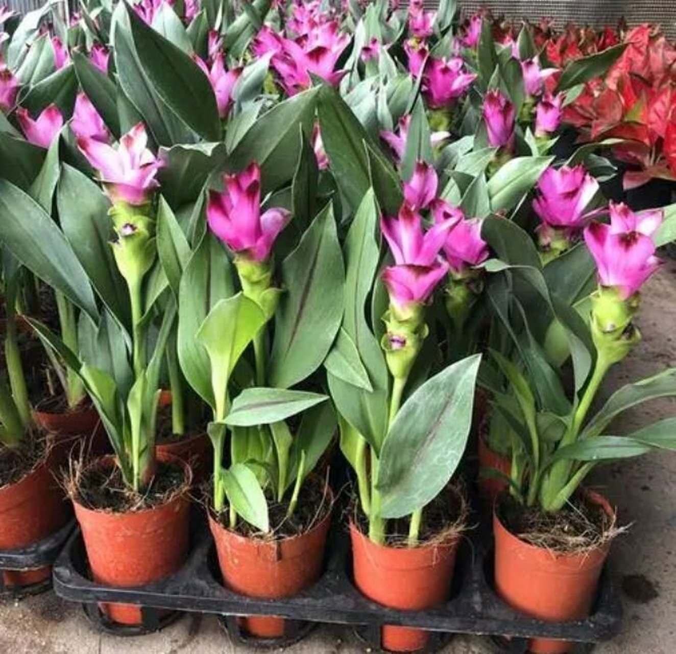 姜荷花,又称泰国郁金香,是一种多年生草本植物,属于姜科,姜黄属.