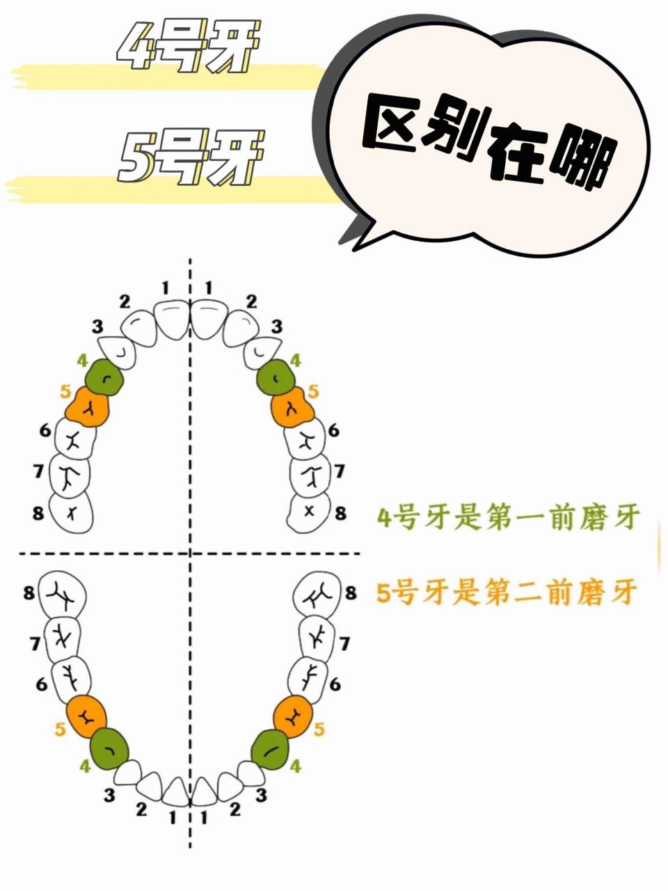 7号牙是哪个位置图片