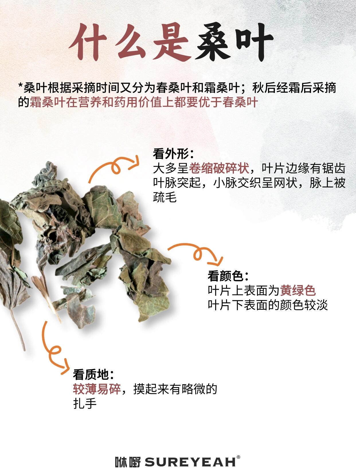 咻一下养生,每天认识一种草本——桑叶91