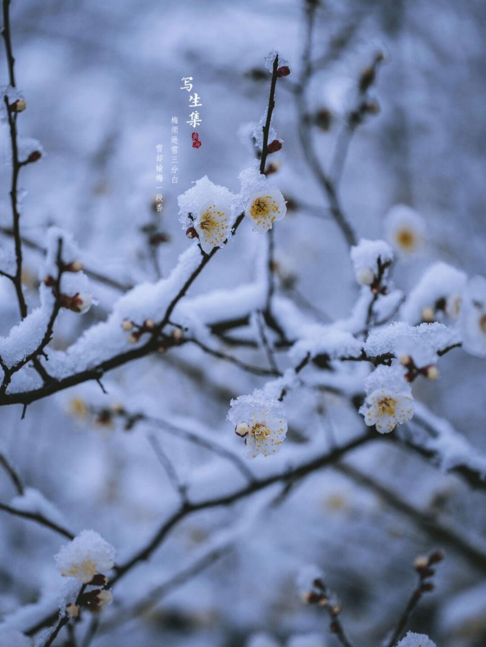 梅花图片大全雪景古风图片