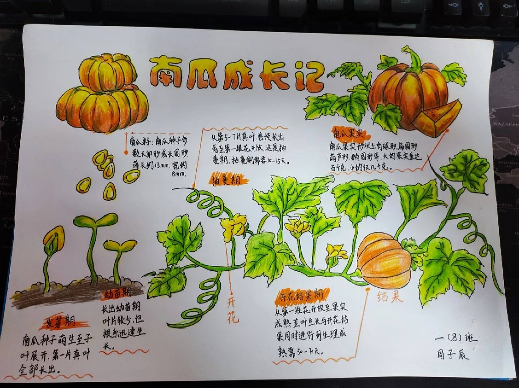 一年级手抄报《蔬菜的一生》,蔬菜成长日记 我寒窗苦读十几年,本事全