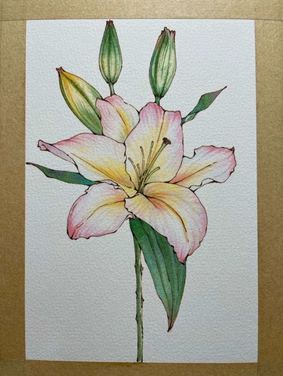 钢笔淡彩百合花～ #水彩# #钢笔淡彩线稿# #钢笔淡彩# #百合# 笔 英雄