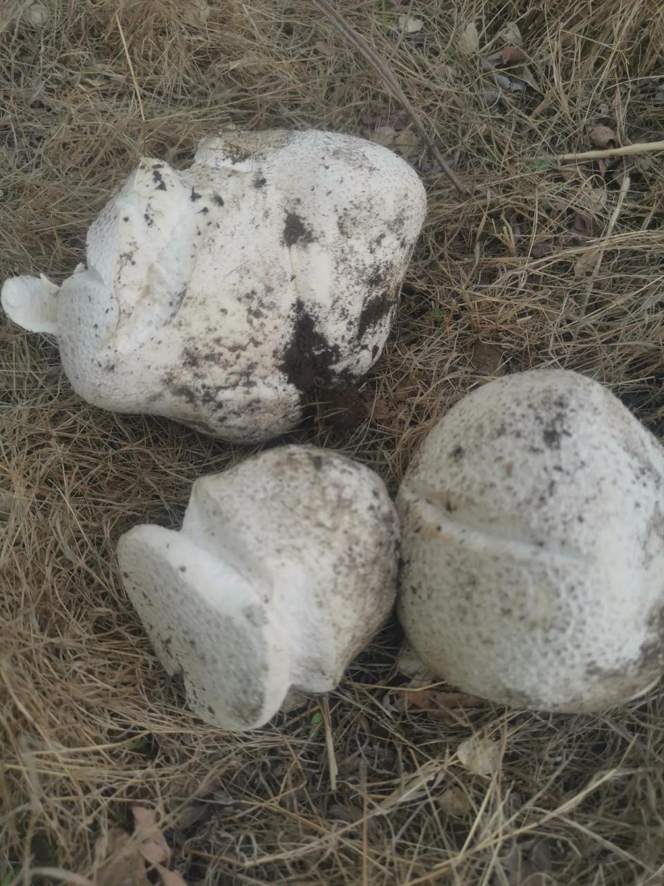 有朋友知道,这是传说中的白地菇吗?