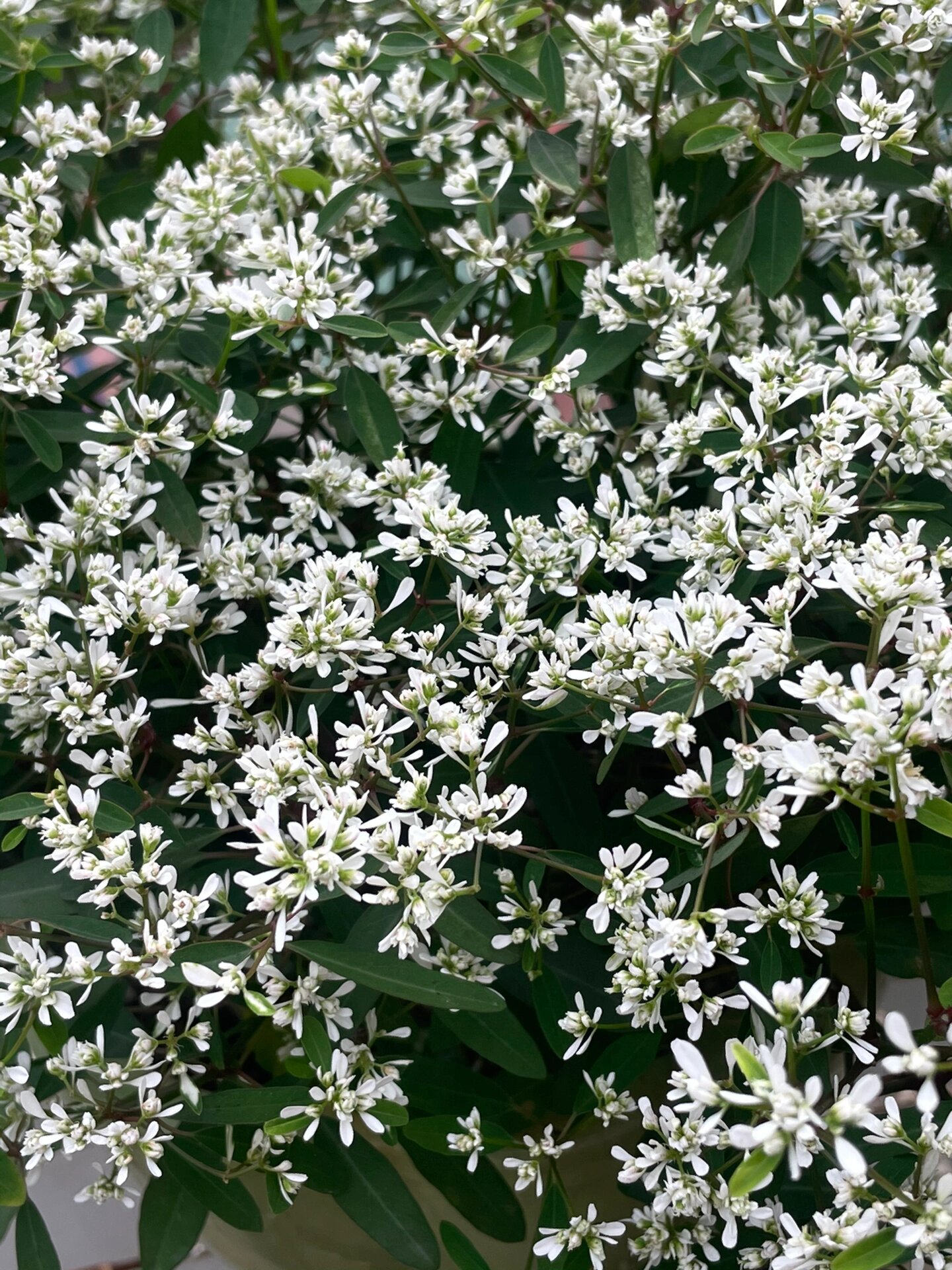 适合广州的阳台植物:禾叶大戟 禾叶大戟适合广州(建议选择重瓣),开花