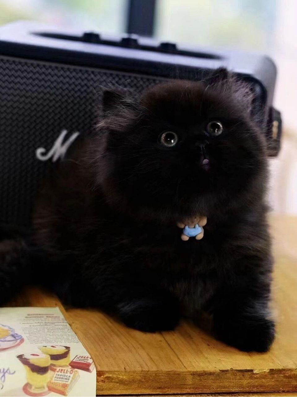 天黑找不到的纯黑拿破仑矮脚猫～超级肥!