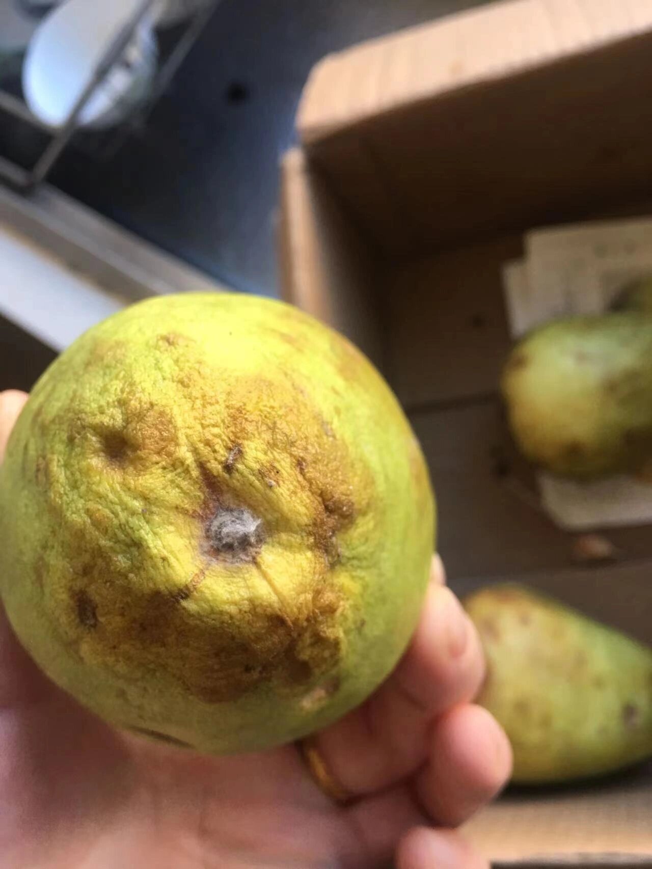 烂掉都不会熟的芭乐