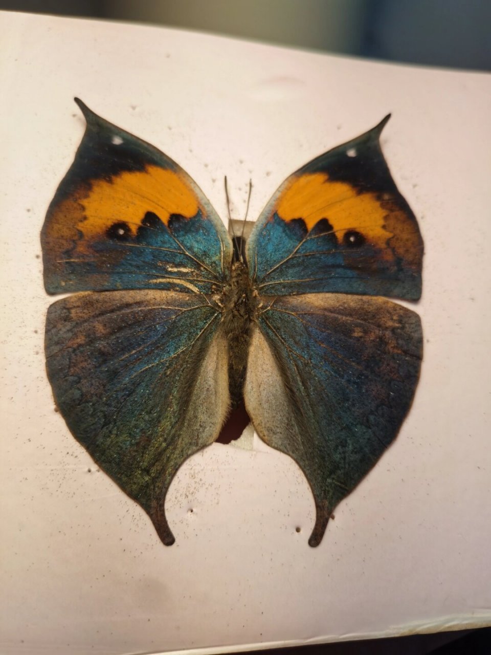 发一只展翅的枯叶蛱蝶,枯叶蝶除了背面多变复杂拟态树叶的特征,正面的